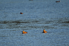 Thalassornis leuconotus