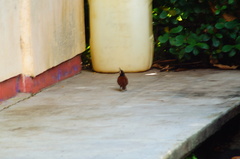 Campylorhynchus chiapensis