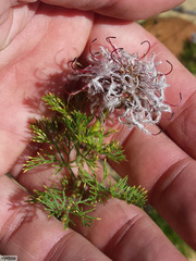 Serruria pedunculata