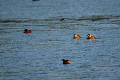 Thalassornis leuconotus