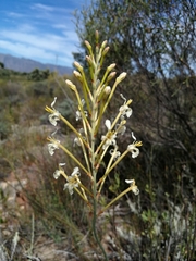 Tritoniopsis nervosa