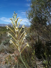 Tritoniopsis nervosa