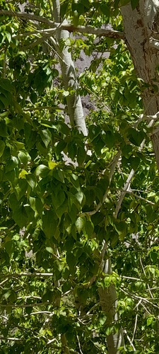 Populus ciliata, photograph 5