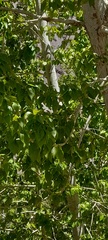 (c) P Jeganathan, some rights reserved (CC BY) Populus ciliata, photograph (c) P Jeganathan, some rights reserved (CC BY)