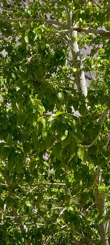 Populus ciliata, photograph 6