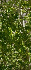 Populus ciliata, photograph (c) P Jeganathan, some rights reserved (CC BY)
