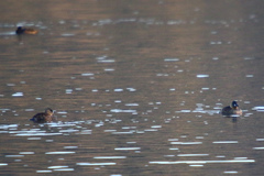 Thalassornis leuconotus