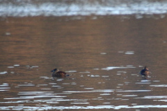 Thalassornis leuconotus