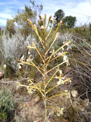 Tritoniopsis nervosa