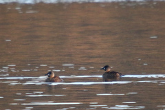 Thalassornis leuconotus