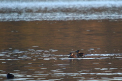 Thalassornis leuconotus
