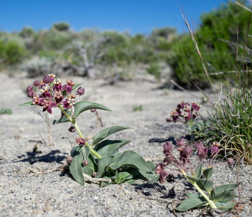 Asclepias eastwoodiana