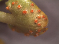 Aecidium westlandicum