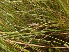 Paramantispa prolixa