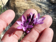 Thereianthus longicollis