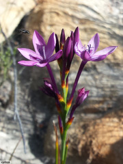 Thereianthus longicollis