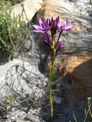 Thereianthus longicollis