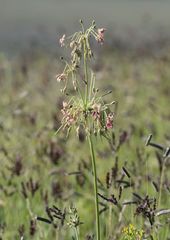 Pelargonium schlechteri