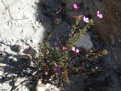 Indigofera filicaulis