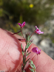 Indigofera filicaulis