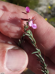 Indigofera filicaulis