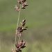 Eragrostis capensis - Photo (c) Alan Manson, osa oikeuksista pidätetään (CC BY), lähettänyt Alan Manson