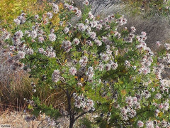 Serruria pedunculata