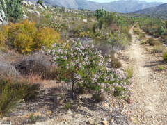 Serruria pedunculata