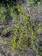 Cliffortia teretifolia