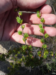 Cliffortia teretifolia