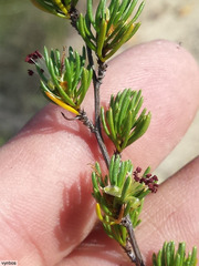 Cliffortia teretifolia