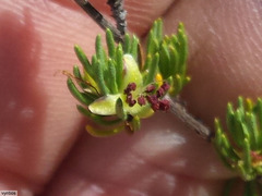 Cliffortia teretifolia
