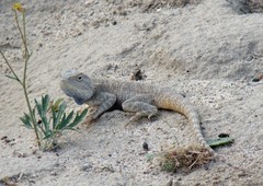 Steppe Agama photo 5