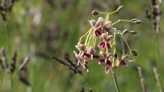 Pelargonium schlechteri