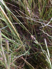 Paramantispa prolixa