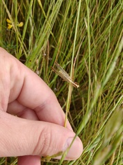 Paramantispa prolixa