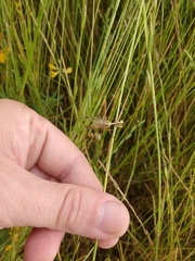 Paramantispa prolixa