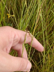 Paramantispa prolixa