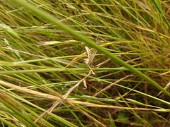 Paramantispa prolixa