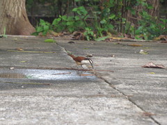 Campylorhynchus chiapensis