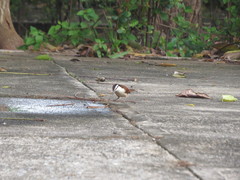 Campylorhynchus chiapensis