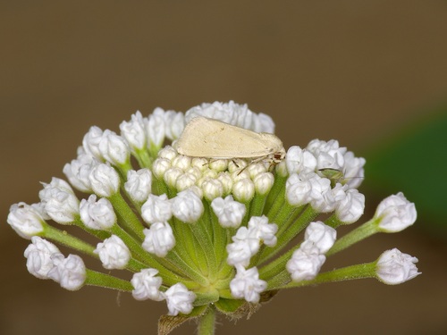 Neogrotella confusa