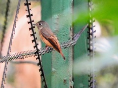Muscicapa ferruginea