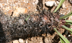 Myrmecodia horrida
