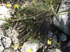 Thymophylla tenuiloba