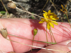 Thymophylla tenuiloba