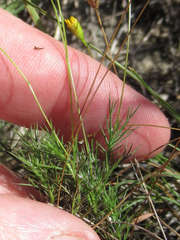 Thymophylla tenuiloba