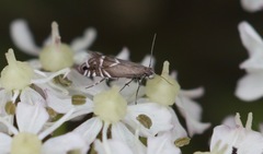 Glyphipterix simpliciella