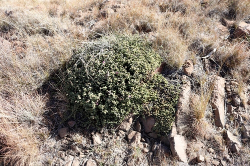 Image of Ruschia putterillii by (c) Tony Rebelo, some rights reserved (CC BY-SA)