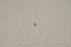 Cornulactica varicornis